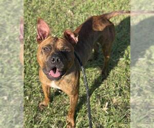 American Staffordshire Terrier Dogs for adoption in Fort Lauderdale, FL, USA