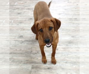 Professor Red - Male Labrador Retriever-Unknown Mix Dog for Adoption - Photo #22