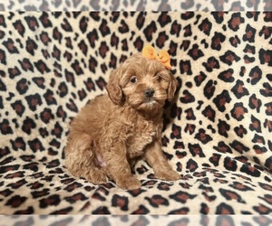 Cock-A-Poo Puppy for sale in LAKELAND, FL, USA
