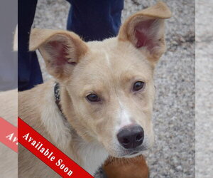 Collie-Unknown Mix Dogs for adoption in Huntley, IL, USA