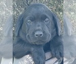 Small #2 Labrador Retriever