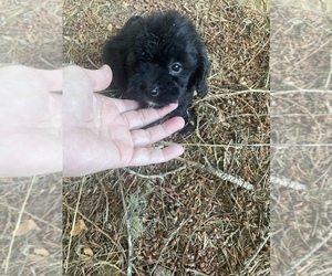 Maltipoo Dogs for adoption in VENETA, OR, USA