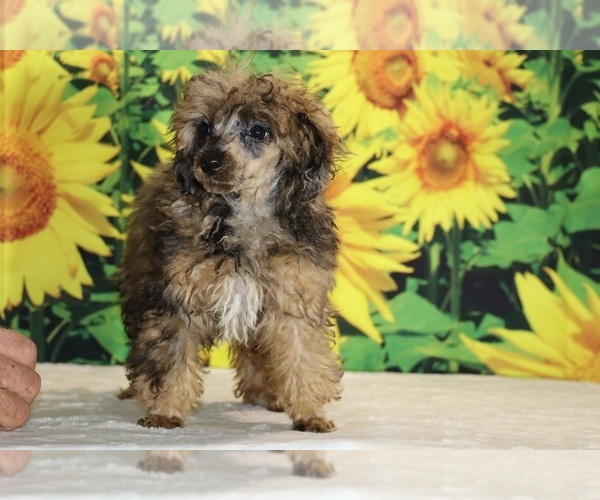 Medium Photo #3 Poodle (Toy) Puppy For Sale in DYERSBURG, TN, USA