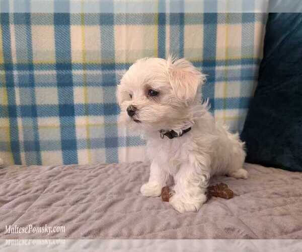 Medium Photo #5 Maltese Puppy For Sale in OCALA, FL, USA