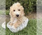 Small Photo #2 Bichpoo Puppy For Sale in MIDDLEBURY, IN, USA