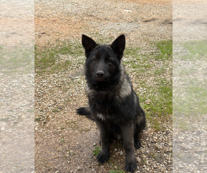 Carpathian Sheepdog-German Shepherd Dog Mix Puppy for sale in BOLIVAR, MO, USA