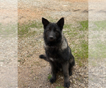 Image preview for Ad Listing. Nickname: Tomy