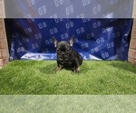 Small Photo #2 French Bulldog Puppy For Sale in DUNCANVILLE, TX, USA