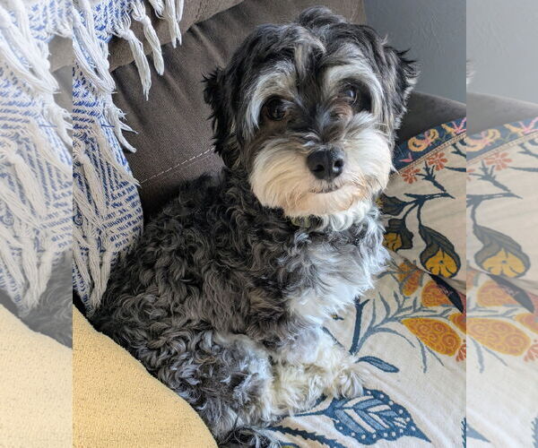 Medium Photo #1 Havanese Puppy For Sale in Brooklyn Center, MN, USA