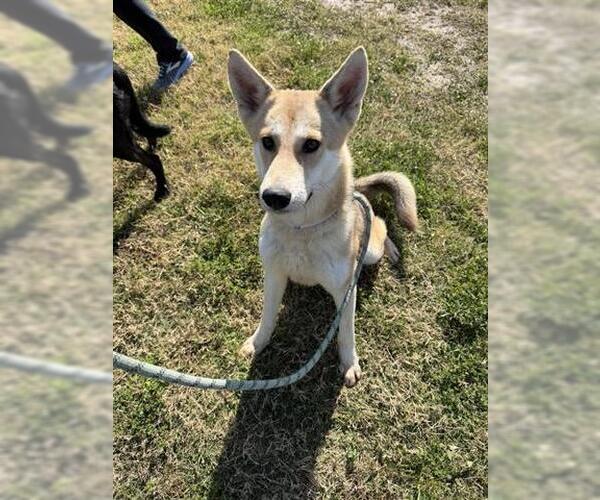 Medium Photo #2 German Shepherd Dog Puppy For Sale in Houston, TX, USA