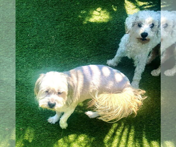 Medium Photo #6 Maltipoo Puppy For Sale in Fallbrook, CA, USA