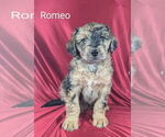 Puppy Romeo Bernedoodle