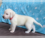 Small Photo #5 Labrador Retriever Puppy For Sale in PALM COAST, FL, USA