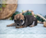 Small Photo #16 Chihuahua-Chorkie Mix Puppy For Sale in FREDERICKTOWN, OH, USA