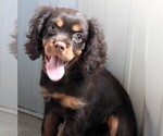 Puppy Puppy 2 Cavalier King Charles Spaniel