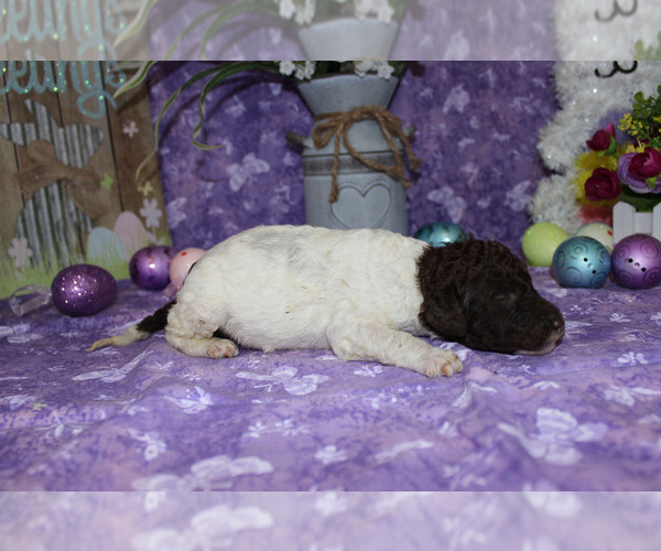 Medium Photo #2 Poodle (Standard) Puppy For Sale in CHANUTE, KS, USA