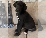 Small Photo #13 Great Dane Puppy For Sale in CLOVER, SC, USA