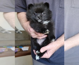 Pomeranian Puppy for sale in ROMULUS, MI, USA