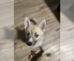 Small #67 Pomsky