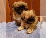 Small Photo #4 Shih Tzu Puppy For Sale in KIRKSVILLE, MO, USA