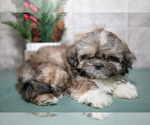 Small Photo #10 Shih Tzu Puppy For Sale in CLARE, MI, USA