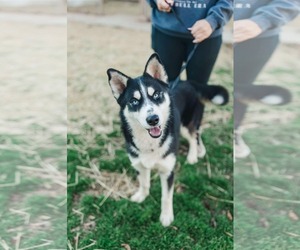 Siberian Husky-Unknown Mix Dogs for adoption in Columbus, IN, USA
