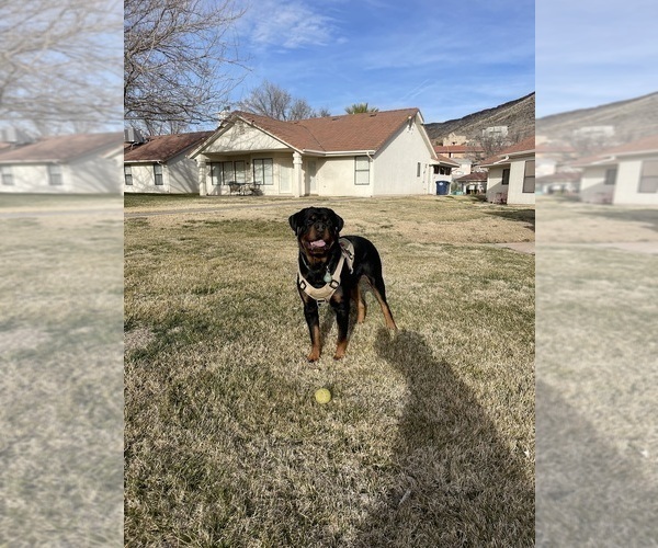 Medium Photo #1 Rottweiler Puppy For Sale in SAN JOSE, CA, USA