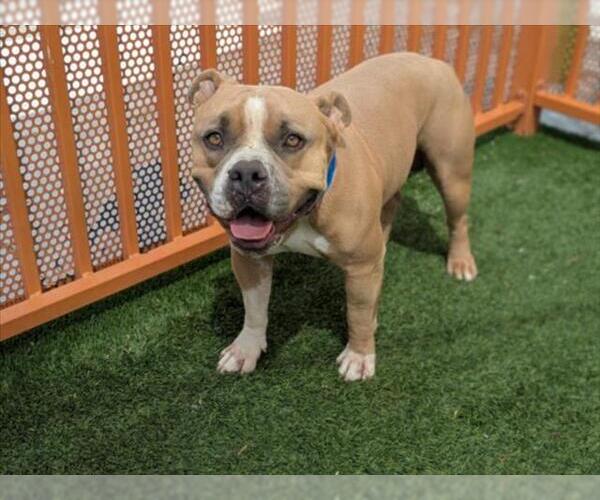 Medium Photo #2 American Pit Bull Terrier-Unknown Mix Puppy For Sale in Las Vegas, NV, USA