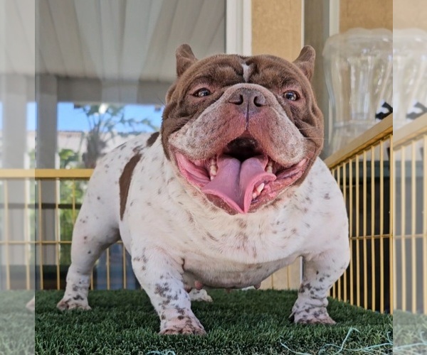 Medium Photo #1 American Bully Puppy For Sale in FONTANA, CA, USA