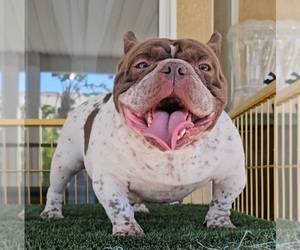 Mother of the American Bully puppies born on 11/14/2025