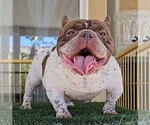 Small Photo #1 American Bully Puppy For Sale in FONTANA, CA, USA
