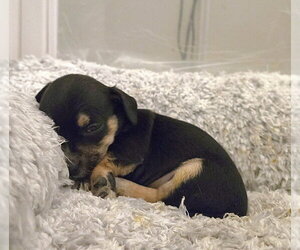 Chihuahua-Unknown Mix Dogs for adoption in Pacifica, CA, USA