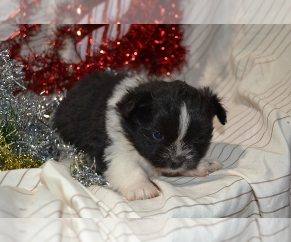 Medium Photo #3 Shiranian Puppy For Sale in GREENWOOD, WI, USA