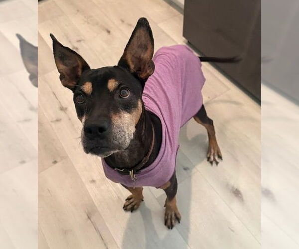 Medium Photo #7 Doberman Pinscher-Unknown Mix Puppy For Sale in Lake Forest, CA, USA