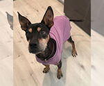 Small #6 Doberman Pinscher Mix