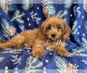 Cavapoo Puppy for sale in LAKELAND, FL, USA