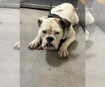 *ELARA - Female American Bulldog Dog for Adoption - Small photo