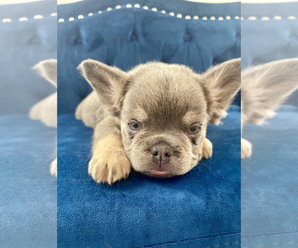 Medium Photo #9 French Bulldog Puppy For Sale in PHILADELPHIA, PA, USA