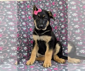 German Shepherd Dog Puppy for sale in CHRISTIANA, PA, USA