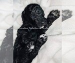 Small Photo #15 Goldendoodle Puppy For Sale in RUSKIN, FL, USA