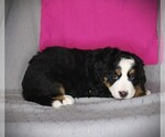 Small #2 Bernese Mountain Dog