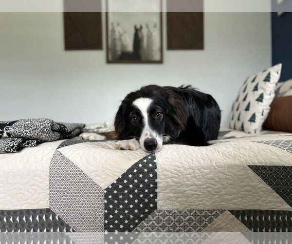 Medium Photo #2 Australian Shepherd Puppy For Sale in New Albany, OH, USA