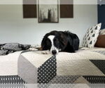Small #1 Australian Shepherd