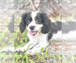 Cavalier King Charles Spaniel Puppy for sale in SAINT CLOUD, FL, USA
