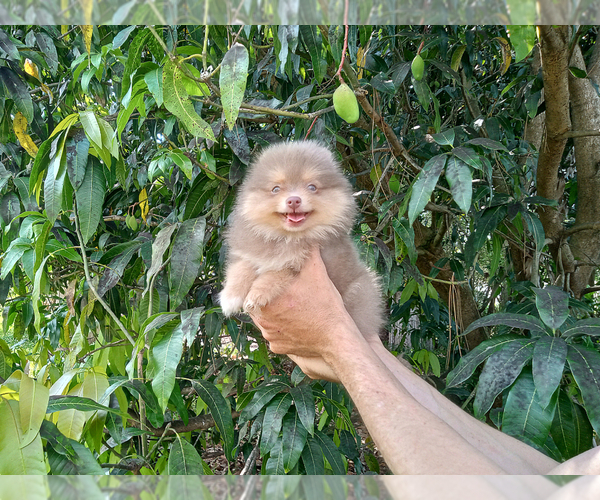 Medium Photo #6 Pomeranian Puppy For Sale in WEST PALM BEACH, FL, USA
