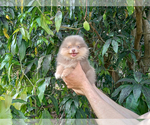 Small Photo #6 Pomeranian Puppy For Sale in WEST PALM BEACH, FL, USA