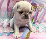Small Photo #5 Pug Puppy For Sale in Abilene, KS, USA