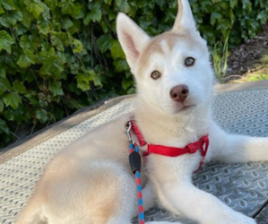 Siberian Husky Puppy for sale in HILLSBORO, OR, USA