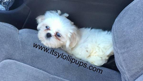 Medium Photo #2 Shih Tzu Puppy For Sale in HAYWARD, CA, USA
