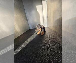 Chihuahua-Unknown Mix Dogs for adoption in San Antonio, TX, USA